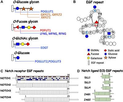 Regulation of myeloid and lymphoid cell development by O-glycans on Notch